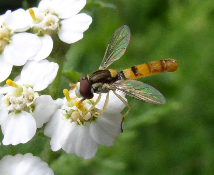 Sphaerophoria contigua