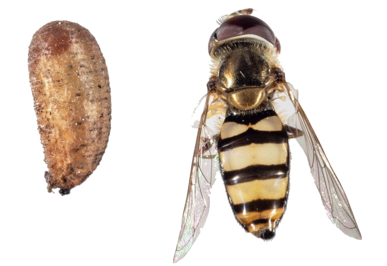 LONG-TAILED APHIDEATER