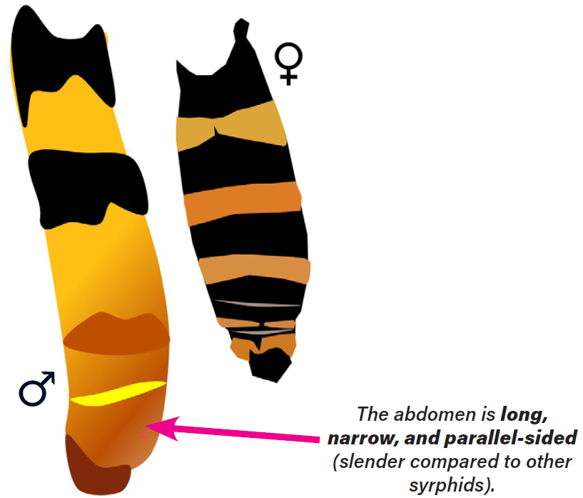 tufted-globetail diagram