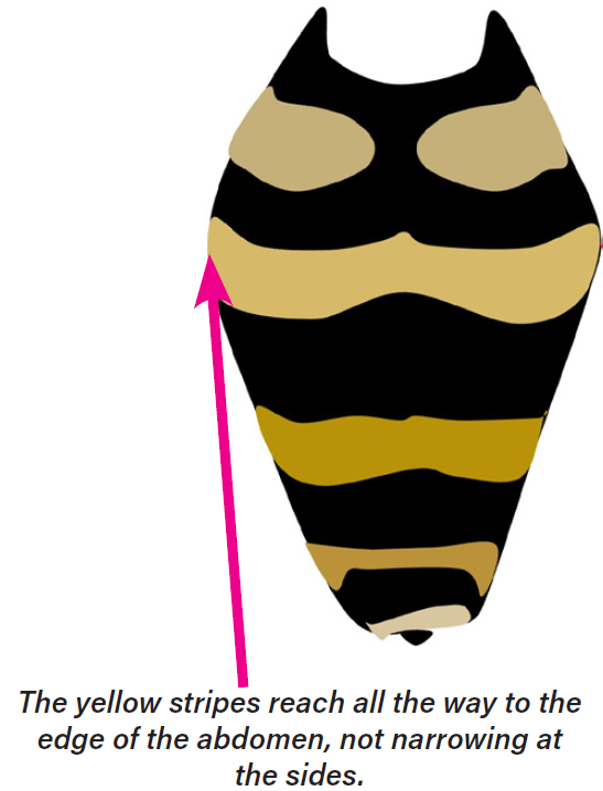 yellow-legged diagram