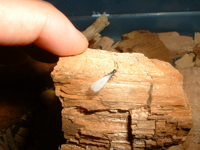 Alate (winged reproductive subterranean termite).