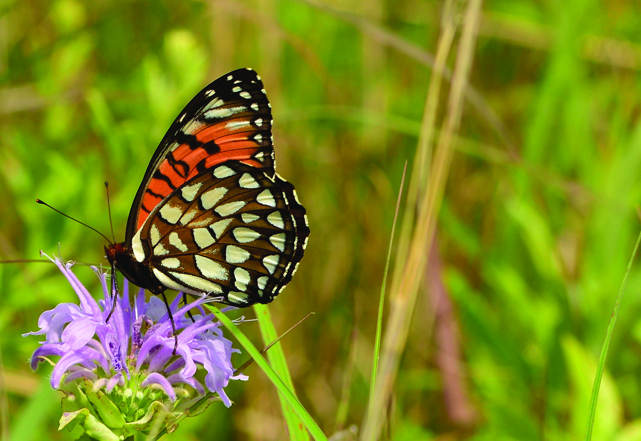 Wild bergamot (Monarda fistulosa) can attract pollinators like this regal fritilary (Speyeria idalia).