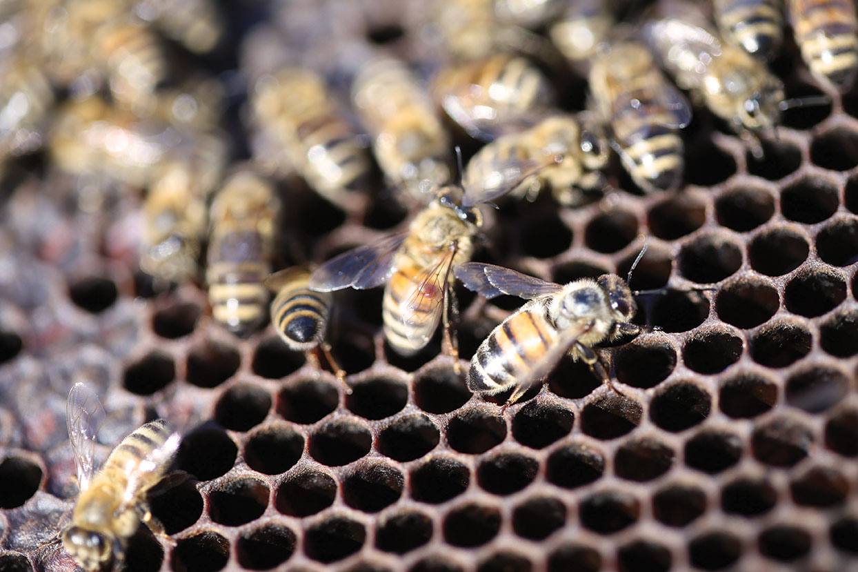 Varroa mites are just one of many stressors that can harm honey bees.