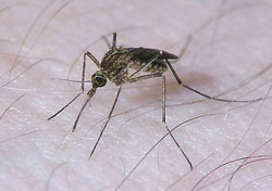 Coquillettidia linealis