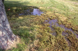 Direct and delayed hatching eggs can develope from an area like this