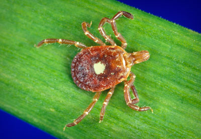 Female adult of Amblyomma americanum (Lone Star tick)