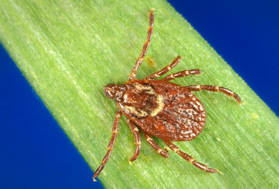 Female adult of Dermacentor variabilis (American dog tick)
