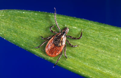 Female adult of Ixodes scapularis (Black-legged tick)
