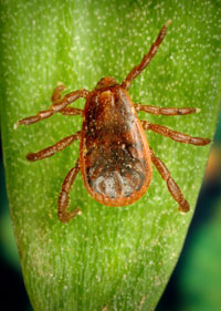 Female adult of Rhipicephalus sanguineus (Brown dog tick)